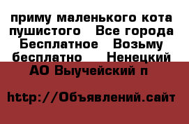 приму маленького кота пушистого - Все города Бесплатное » Возьму бесплатно   . Ненецкий АО,Выучейский п.